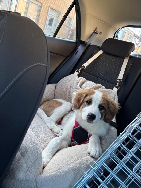Pippa