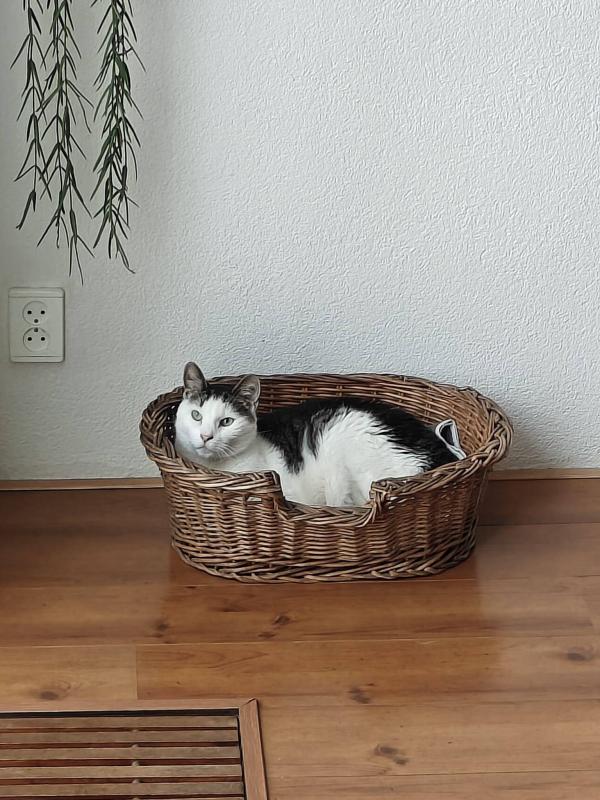 Rakker