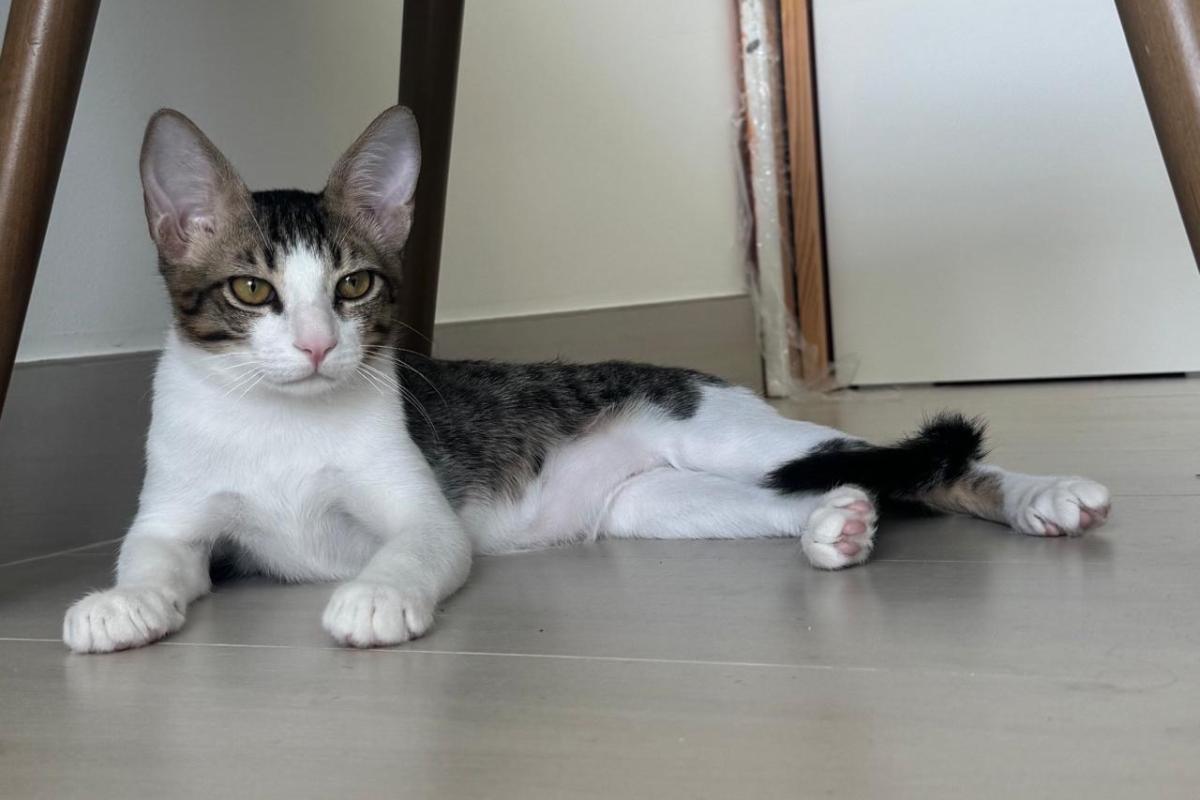 Milo