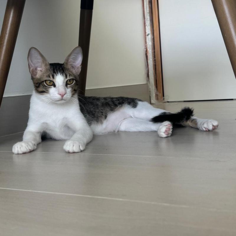 Milo