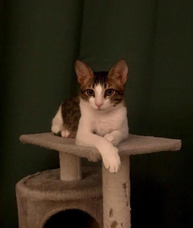 Milo