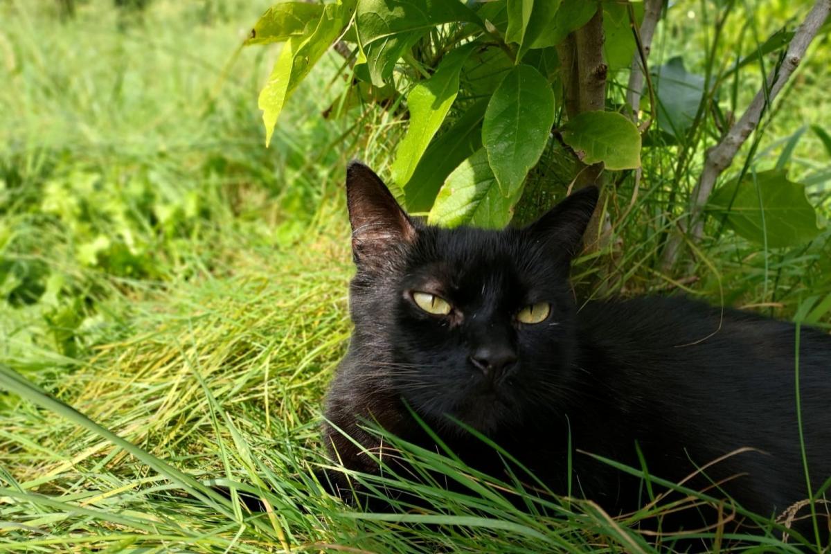 Rambo
