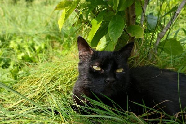 Rambo