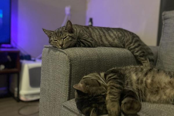 Lilo