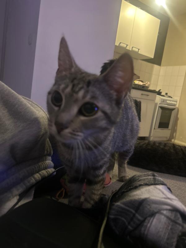 Lilo