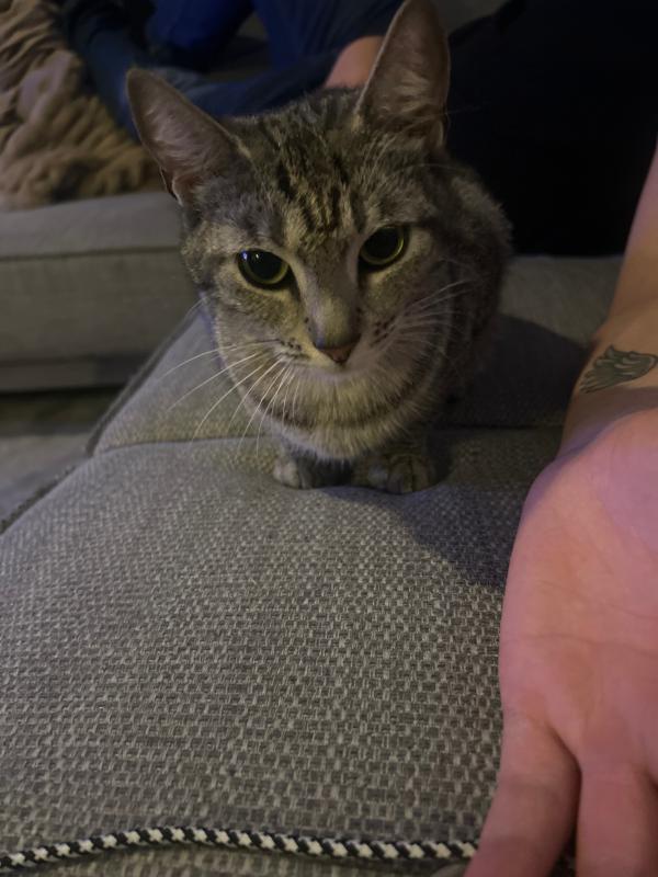 Lilo