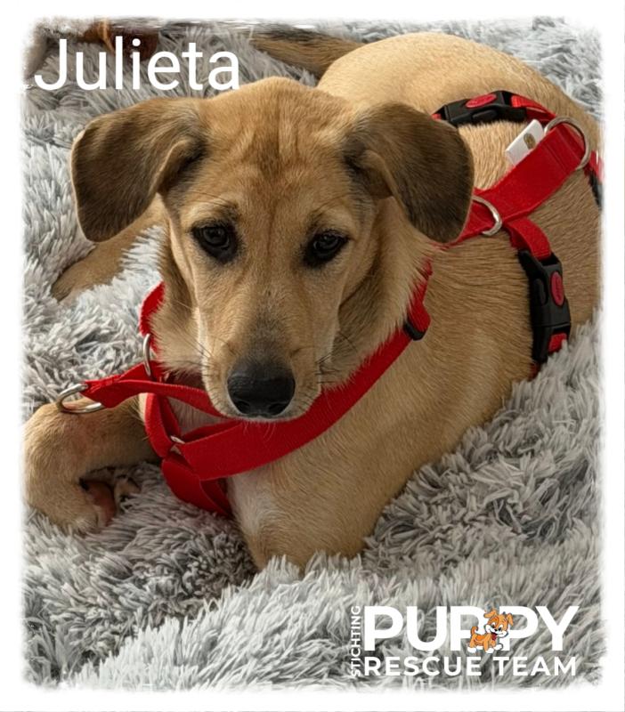 Julieta