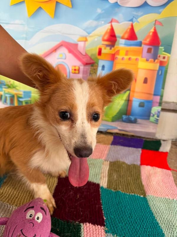 Maple
