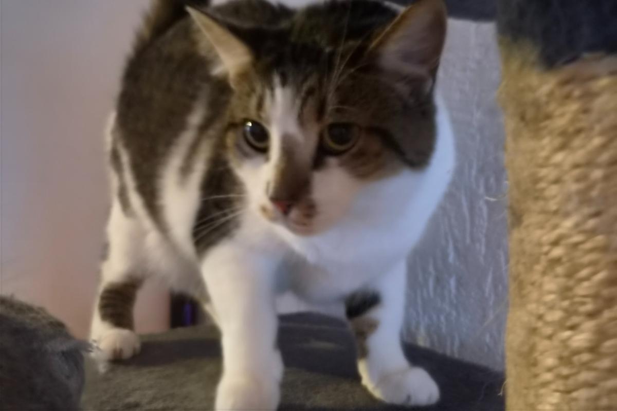 Tommie