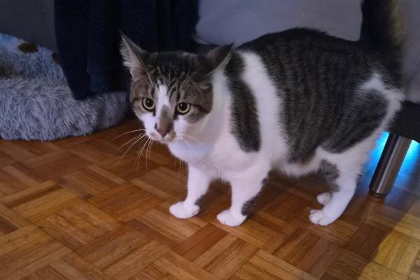 Tommie