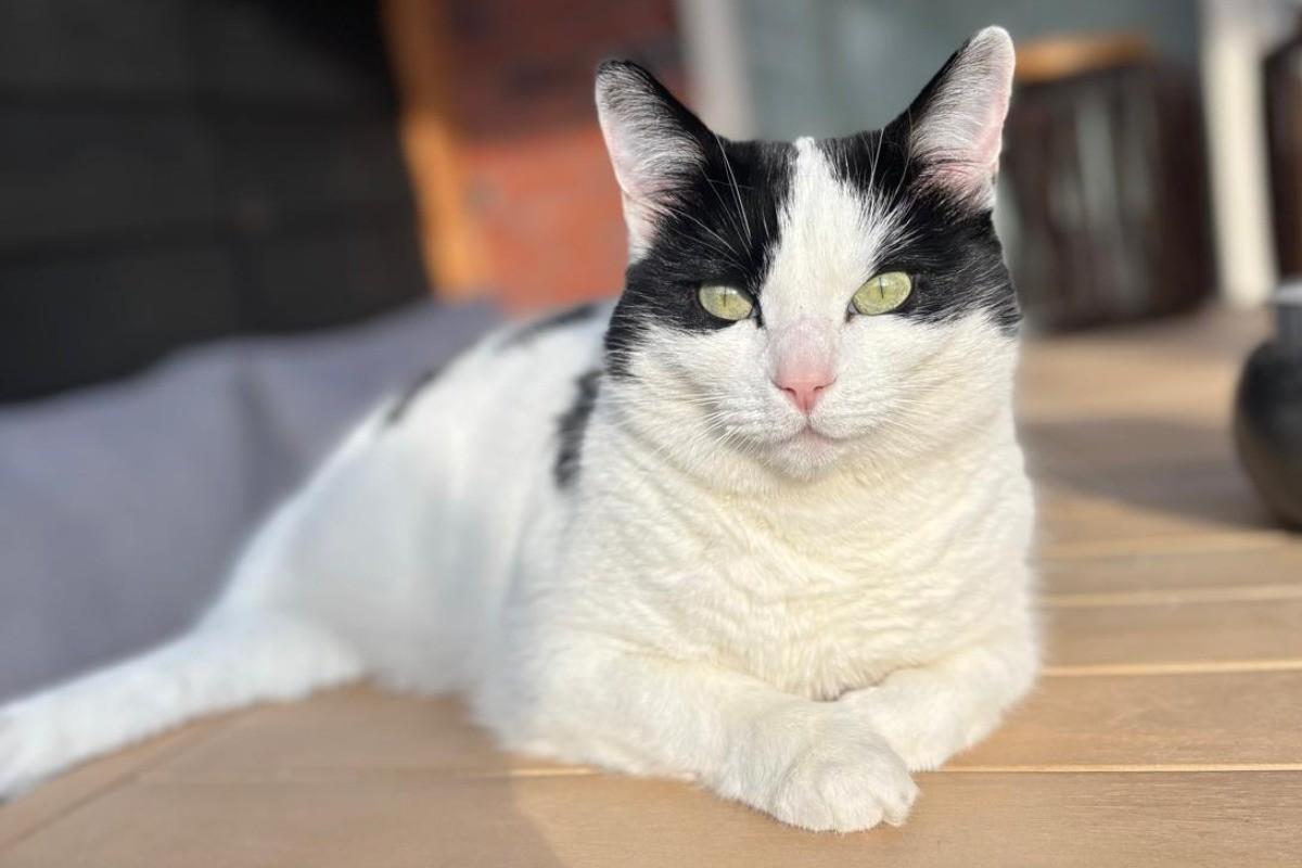 Poes