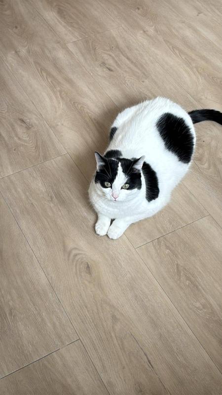 Poes