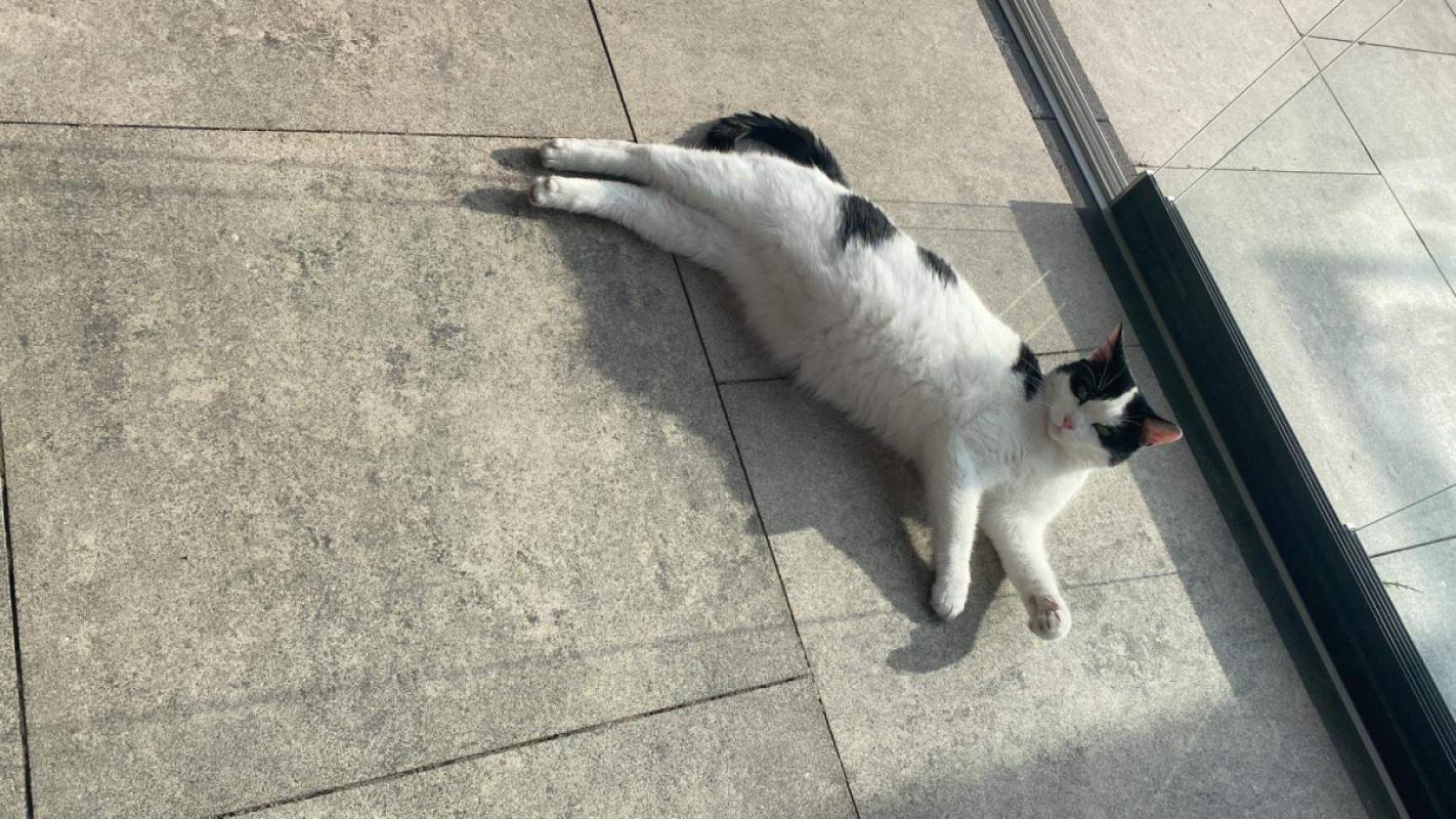 Poes