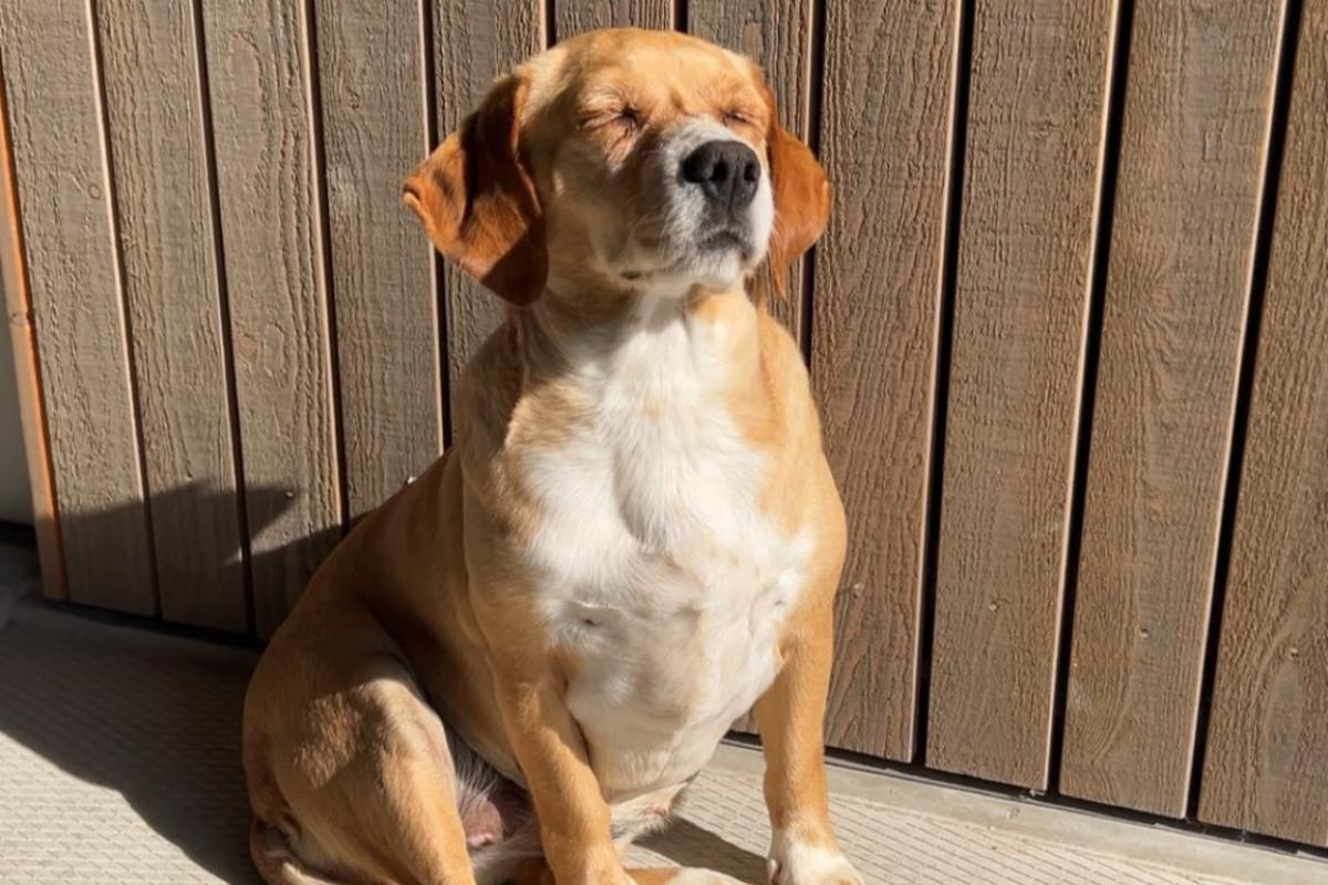Nova