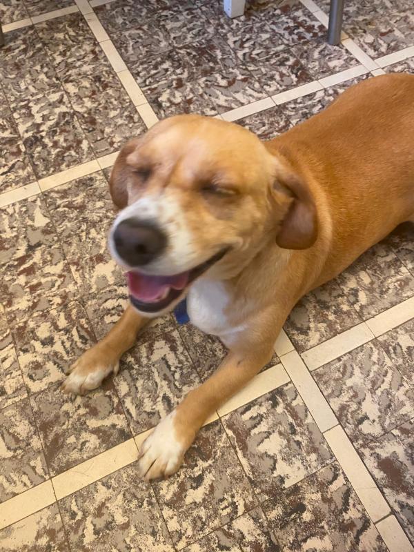 Nova