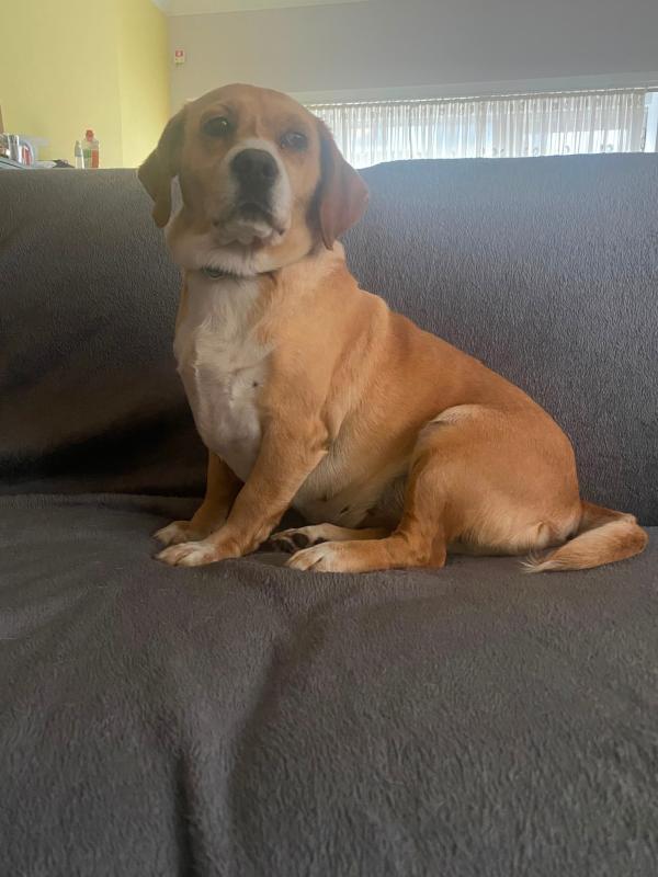 Nova