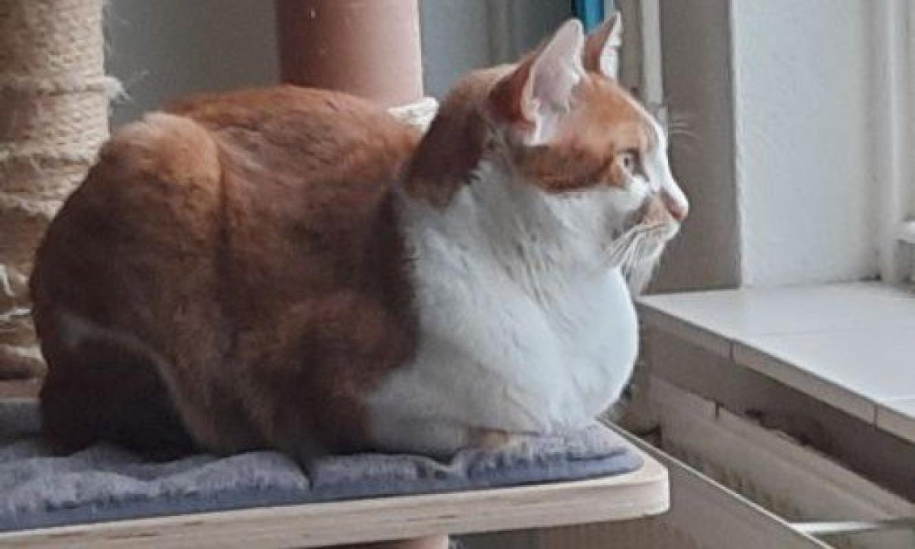 Suki