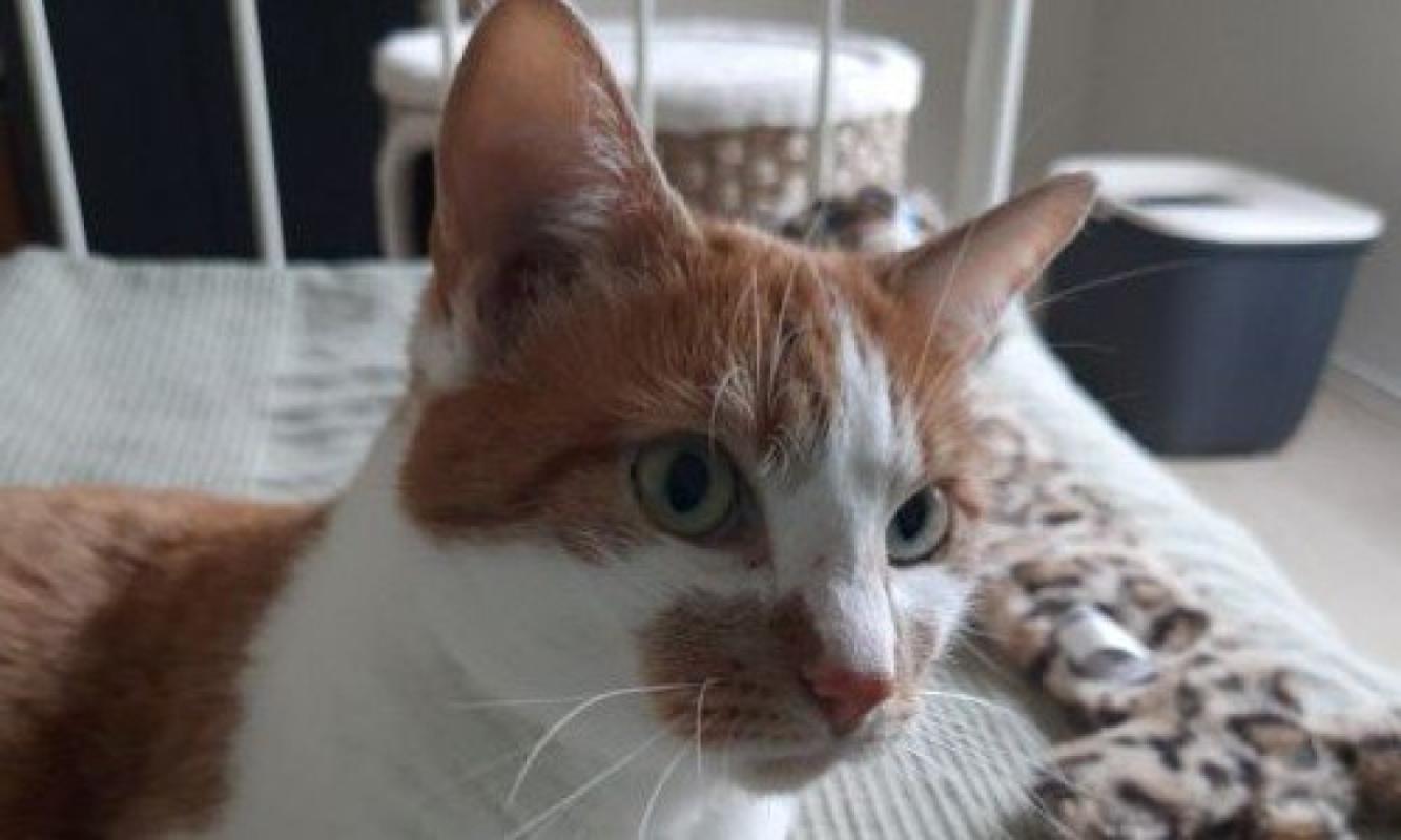 Suki