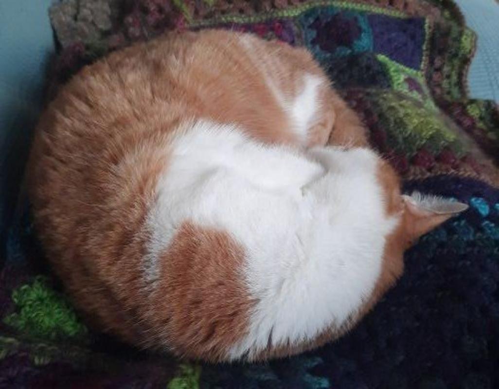 Suki