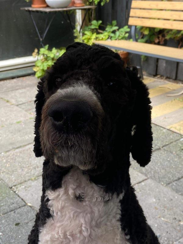 Otto
