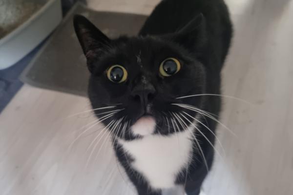 Catcey
