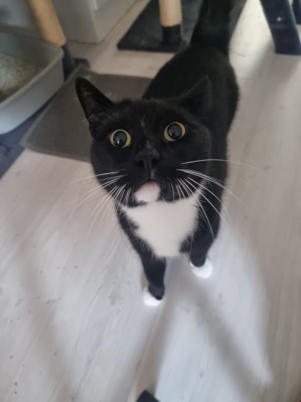 Catcey