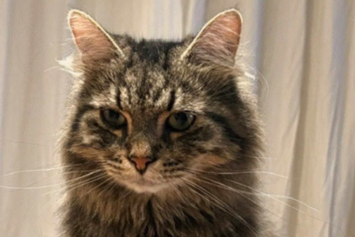 Gizmo