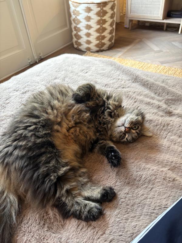 Gizmo