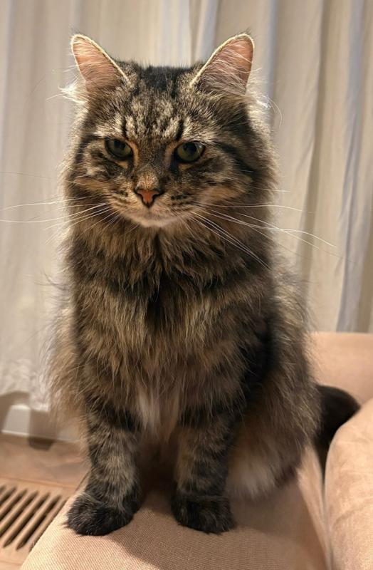 Gizmo