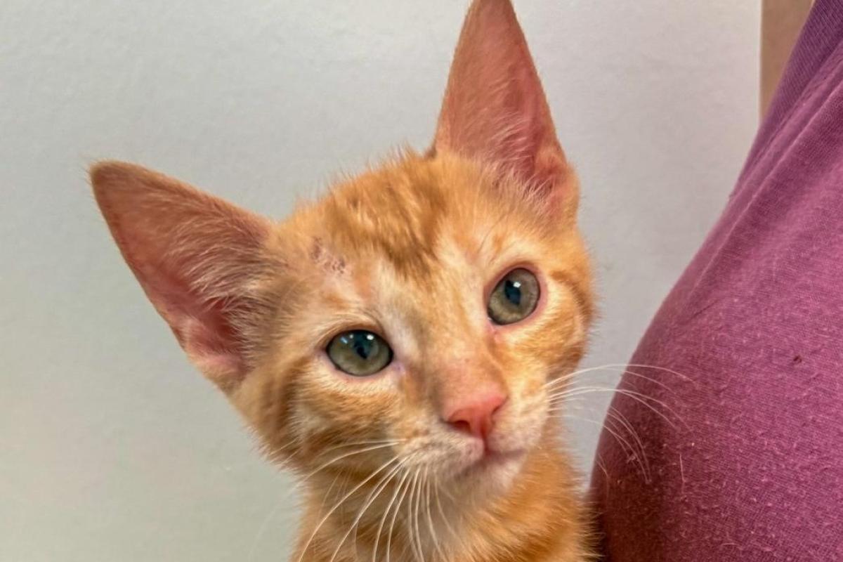 Aine