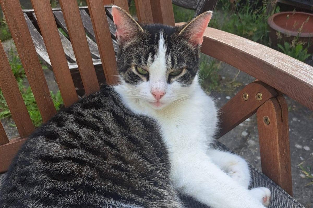 Dexter