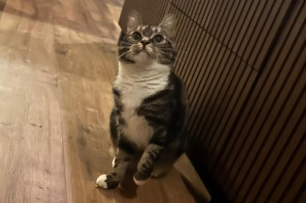 Tijger