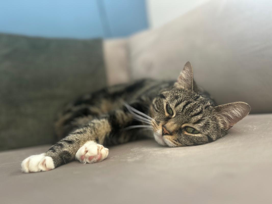 Tijger