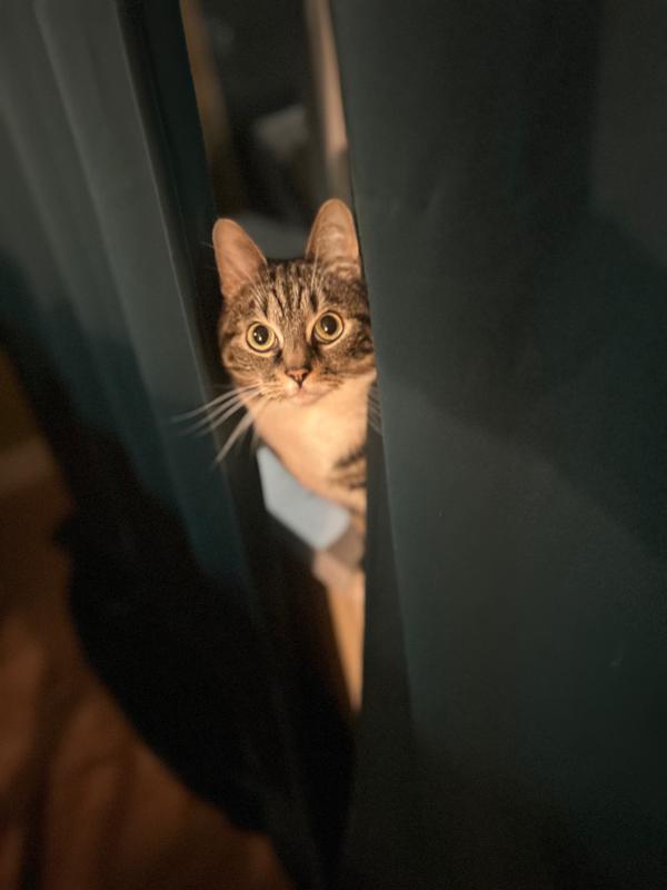 Tijger