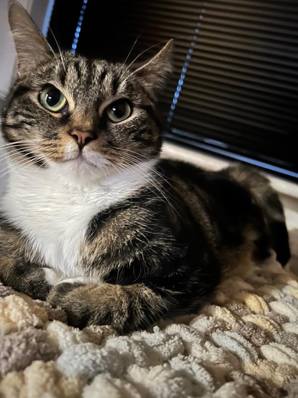 Tijger