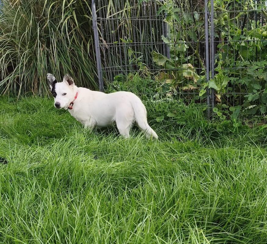 Bubu/ Bibi