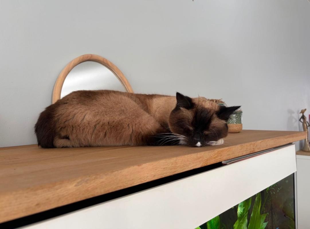 Hugo
