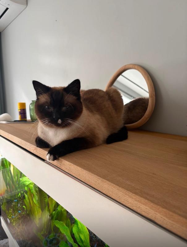 Hugo