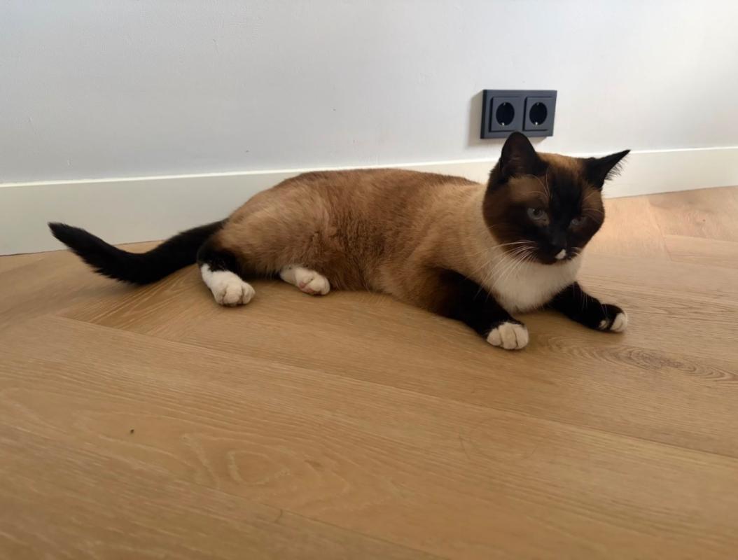 Hugo