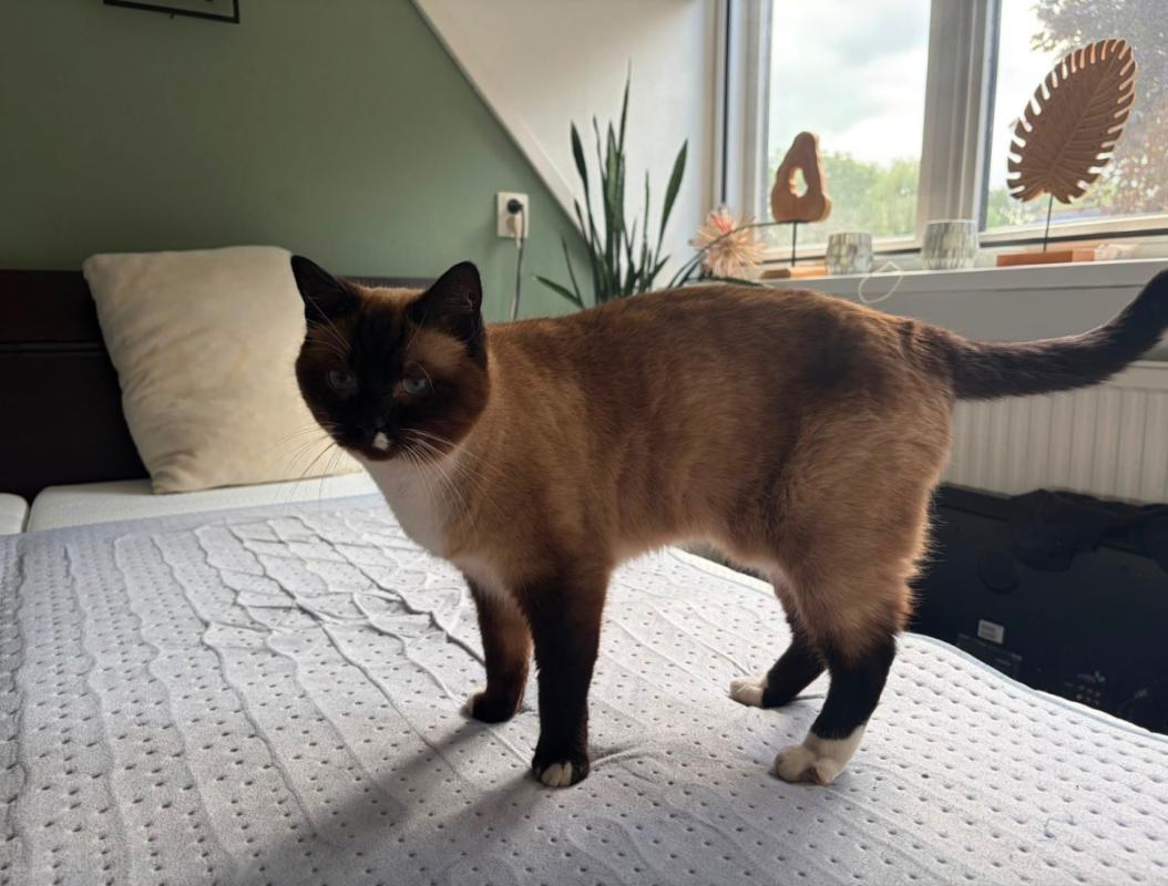 Hugo