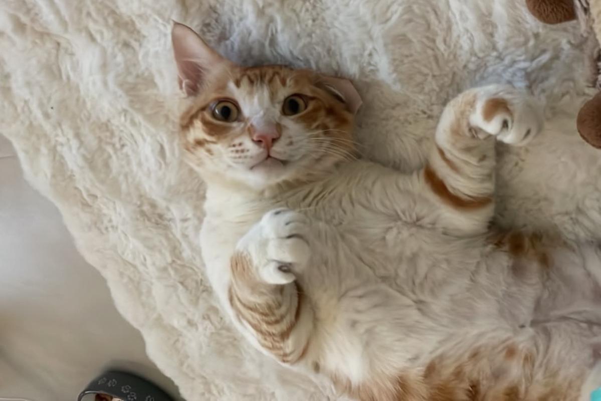 Ginger Boi
