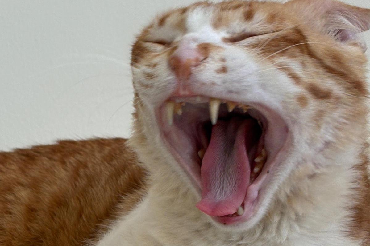 Ginger Boi