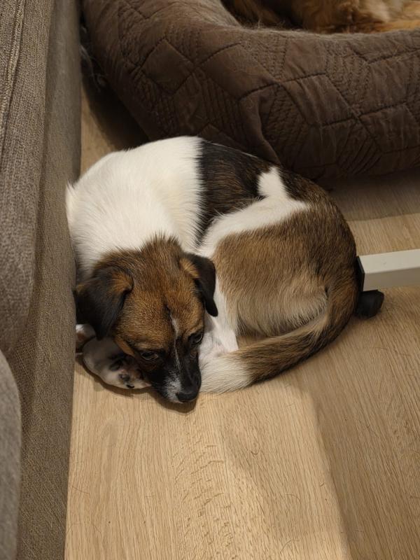 Lilo