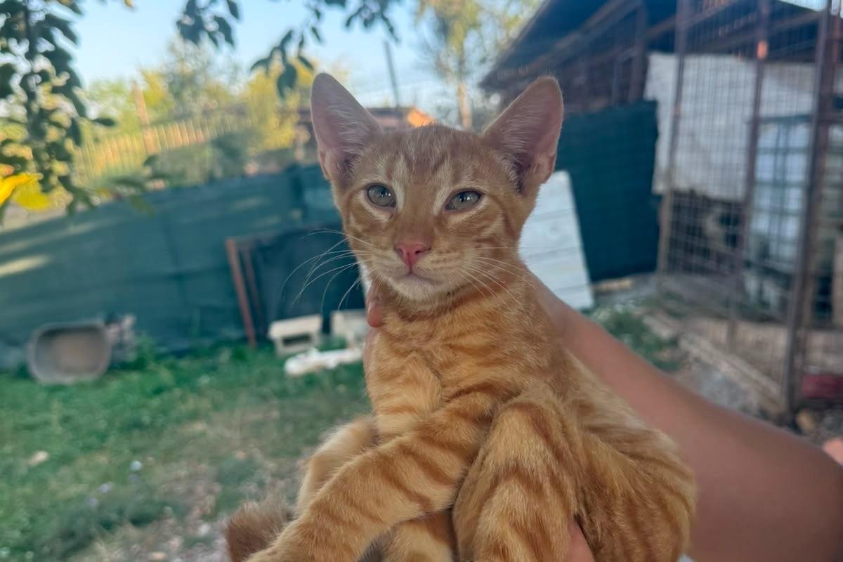Jax