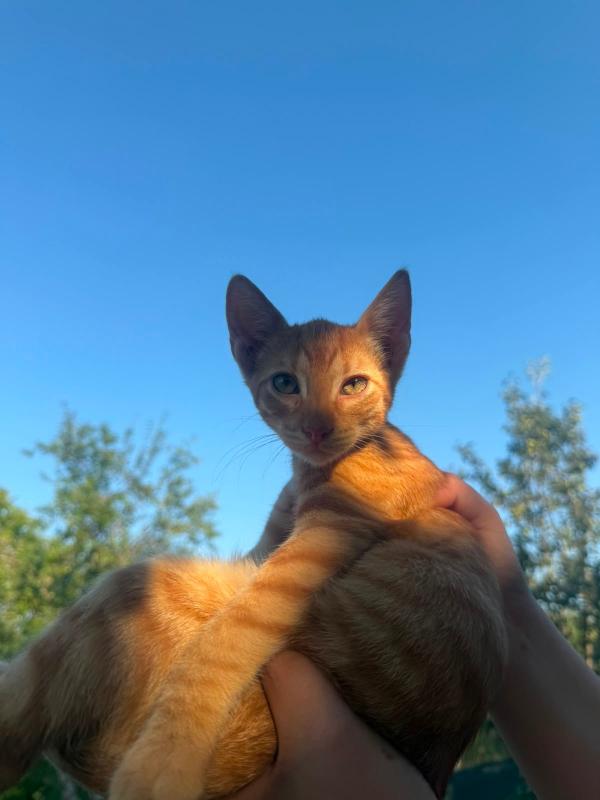 Jax