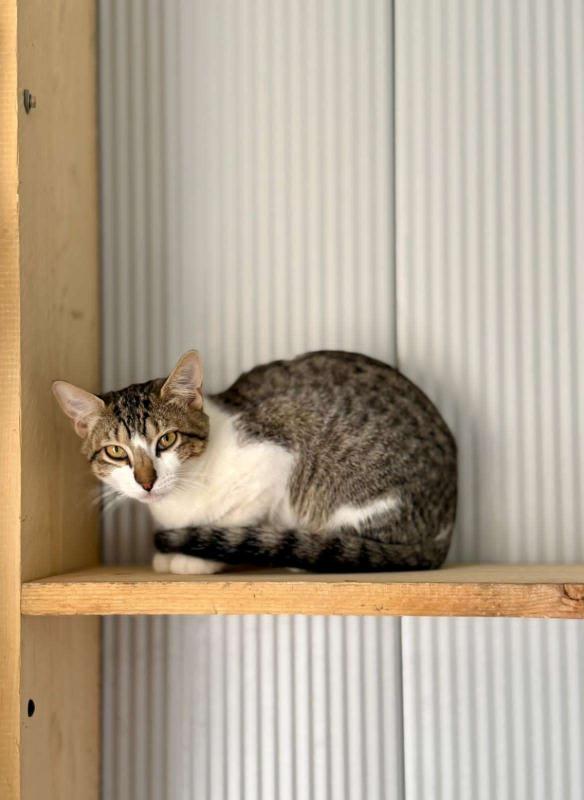 Spidercat