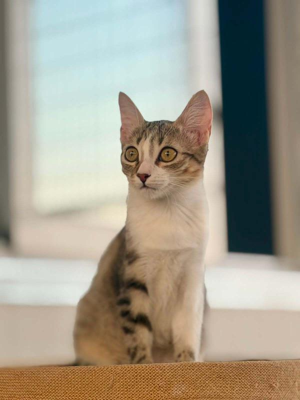 Enara