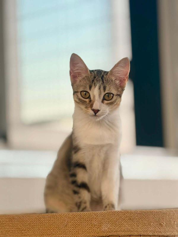 Enara