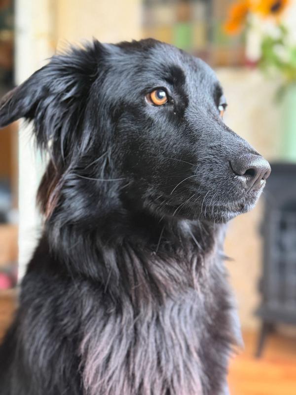 Dixie