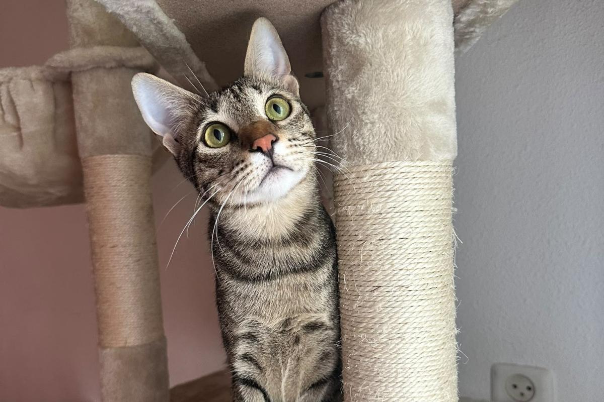 Omar